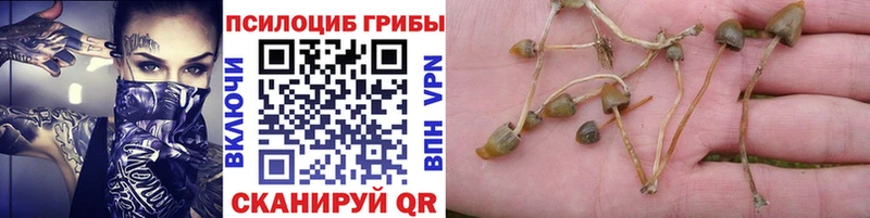 купить   Ростов-на-Дону  Галлюциногенные грибы Cubensis 